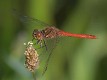 Sympetrum vulgatum male-6